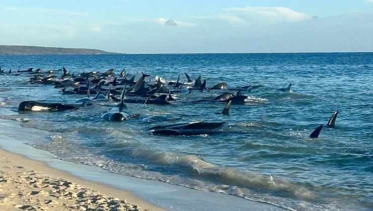 Avustralya’da karaya vuran yaklaşık 160 balinadan 26’sı öldü