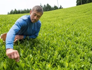 Japonya’da ilk yeşil çay hasadına rekor fiyat