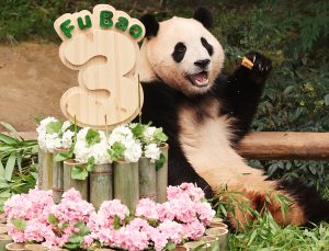 Güney Kore’deki dev panda Fu Bao, Çin’e gönderiliyor