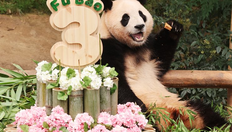 Güney Kore’deki dev panda Fu Bao, Çin’e gönderiliyor