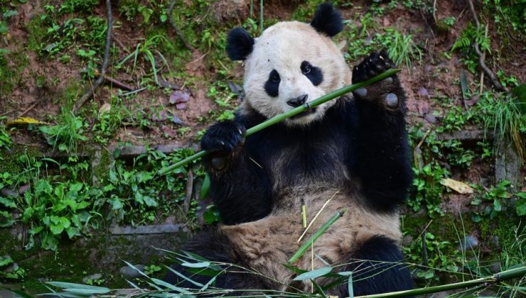 Çin, ABD’ye beş yıl aradan sonra bir çift panda gönderiyor 