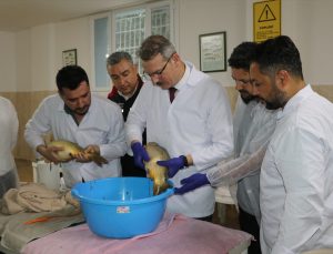 Adana’da yavru sazan üretim sezonu sağımla başladı