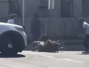 ABD polisi bu sefer köpekleri vurdu