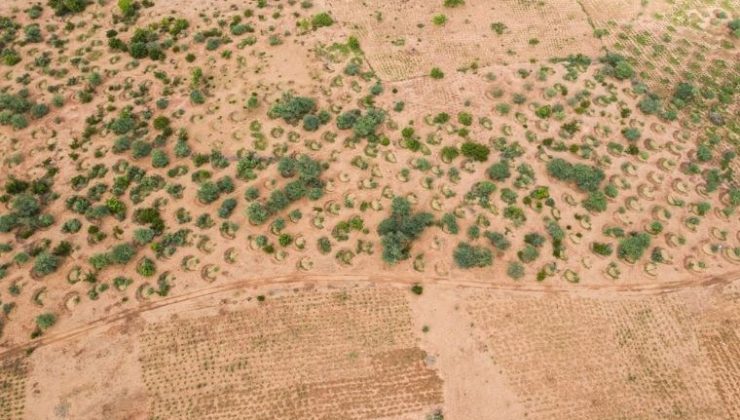 Sahra Çölü’ne 36 milyar dolarlık ‘Yeşil Duvar’ projesi