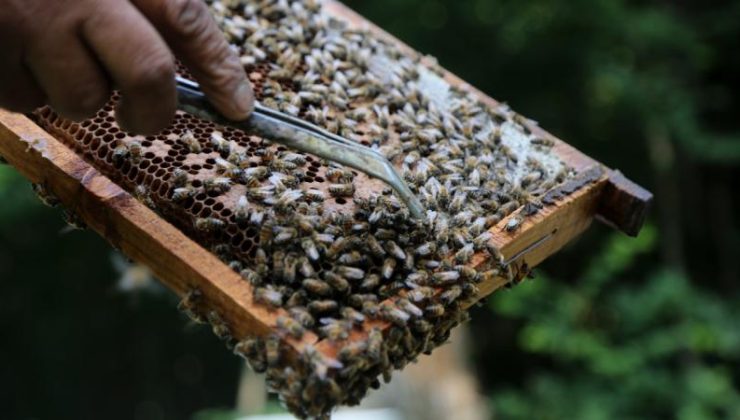 Bal ormanları ülke ekonomisine katkı sağlıyor