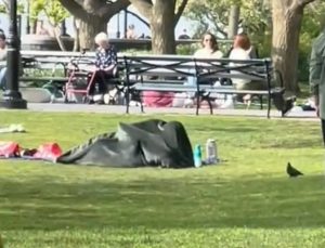 Parkta battaniye altında seks yapan çift öfkeye yol açtı