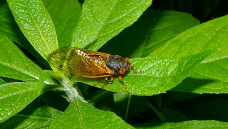 ABD ağustos böceği istilasıyla karşı karşıya