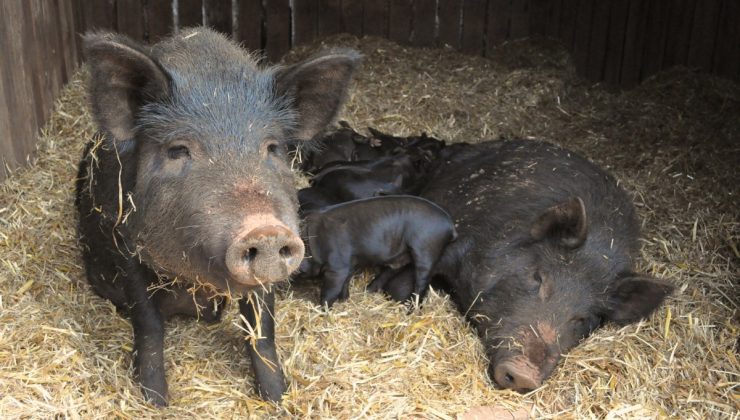 Florida’yı tehdit eden yaban domuzları ABD geneline yayılıyor