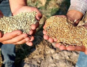 TZOB’dan ‘arpa ve buğday’ fiyatlarına revize talebi