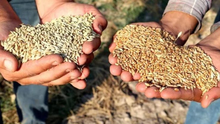 TZOB’dan ‘arpa ve buğday’ fiyatlarına revize talebi