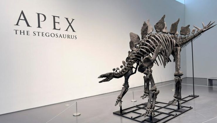 Stegosaurus fosili rekor kırarak 44,6 milyon dolara satıldı