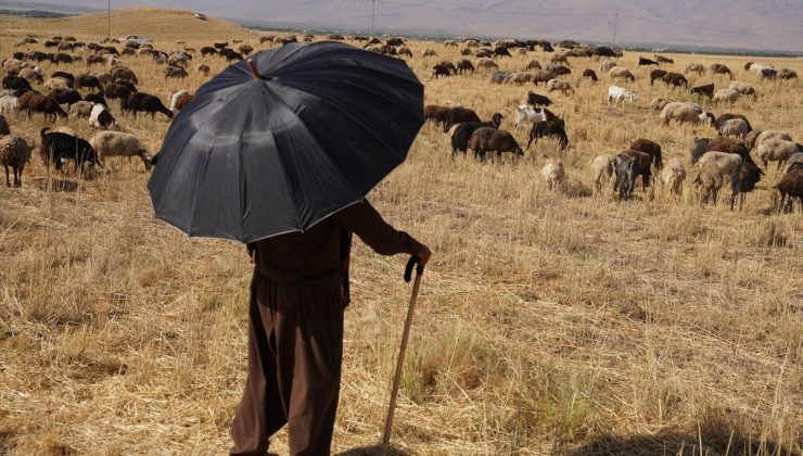 50 derece sıcak çobanları ve hayvanları zor durumda bırakıyor