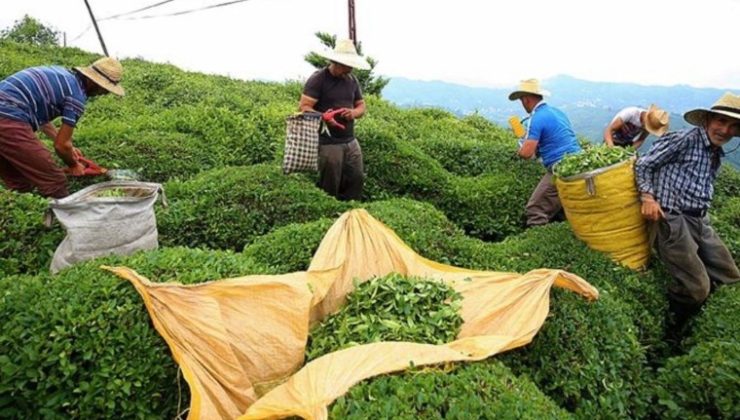 ÇAYKUR’dan karar: Yaş çay alımına kontenjan