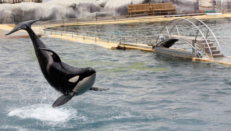 ‘Zengin avcısı’ katil balinalar, Akdeniz’de 128 bin dolarlık yatı batırdı