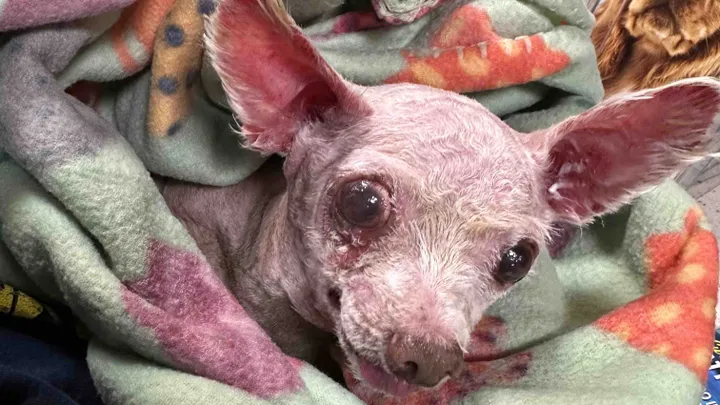 Kayıp köpek Gizmo,  9 yıl sonra ailesine kavuştu