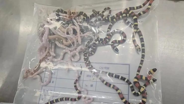 Cebinde 100’den fazla canlı yılanla gümrükte yakalandı