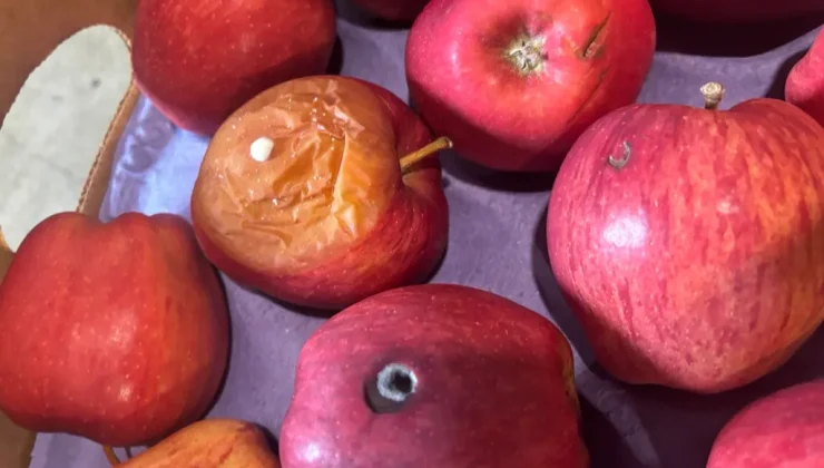 New York’taki okullara ihtiyacının üç katı gönderilen elmalar çürütüldü