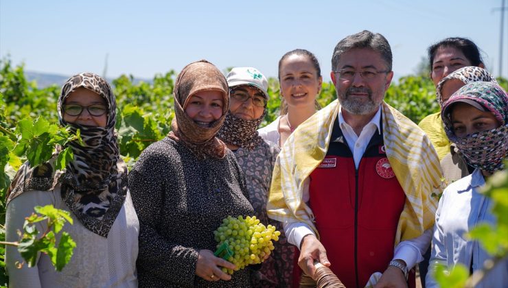 Bakanı Yumaklı, Manisa’da üzüm hasadına katıldı