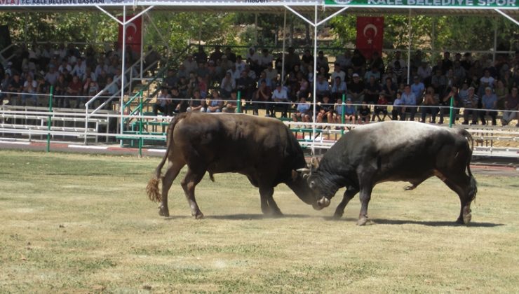 Boğa güreşlerinde nefesler kesildi