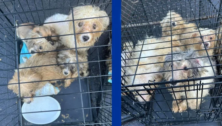 Connecticut’taki bir evden ‘korkunç’ durumdaki onlarca köpek ve kedi kurtarıldı