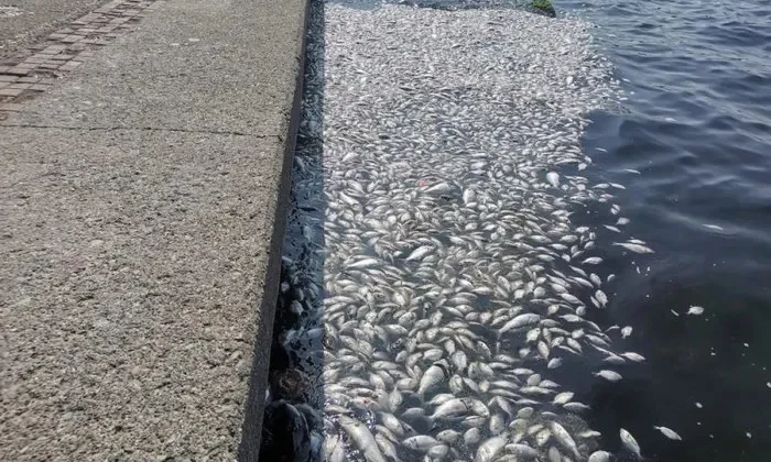 Balık ölümleri için ilk toplantı tarihi belli oldu