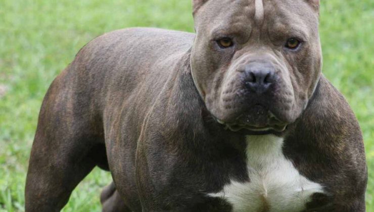 New Jersey’de pitbul dehşeti, küçük çocuğu parçaladı