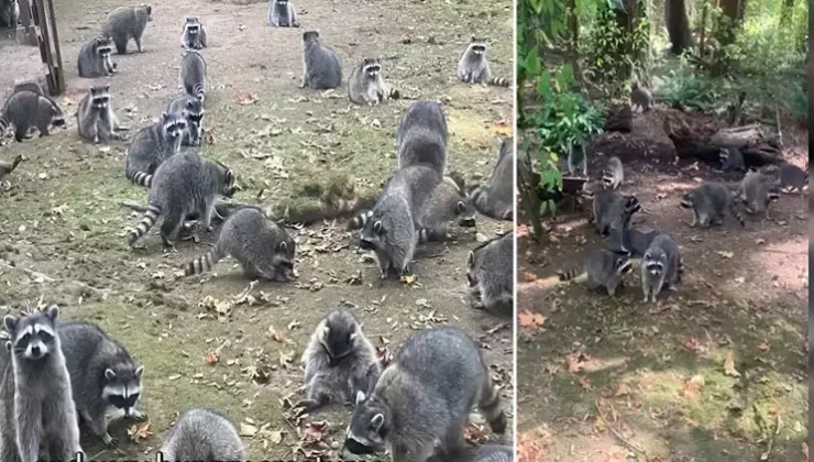 Yüz rakunla yüzleşen kadın evinin kapılarını kapatmak zorunda kaldı