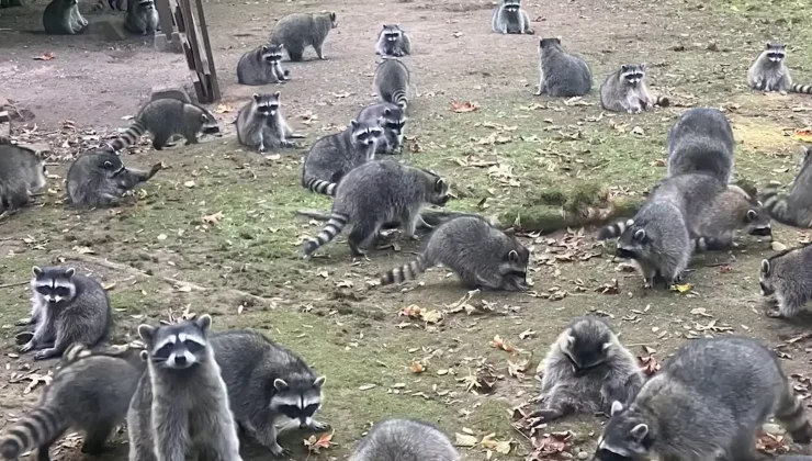 ABD’de rakunlar kendilerini yıllardır besleyen kadının evini bastı