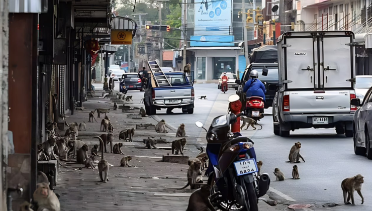 Polis karakoluna maymun saldırısı