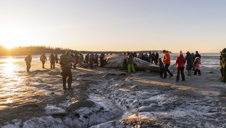 Alaska’da nesli tükenmekte olan dev fin balinası karaya vurdu