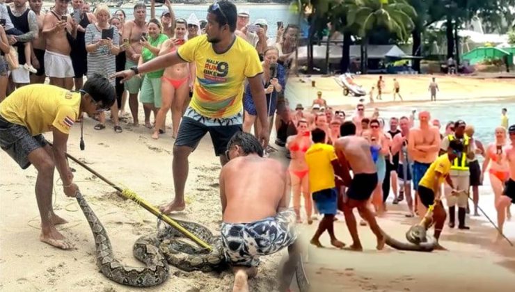 Phuket’te nefes kesen anlar: Kamala Plajı’nda dev piton