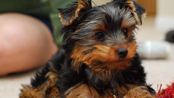 ABD’de yeni çılgınlık köpek klonlama: 50 bin dolarlık işlem, 5 aylık sıra var