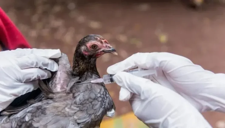 USDA kuş gribi araştırması için 100 milyon dolar yatırım yapacak