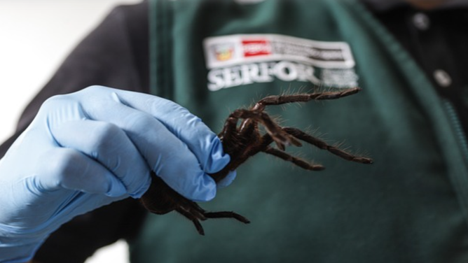 Üzerinde yüzlerce tarantula ile yakalandı