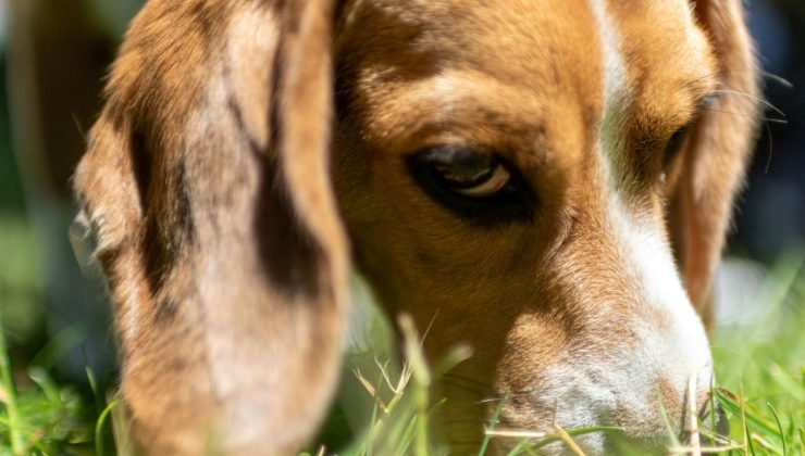 DOGE: Vergi mükelleflerinin paralarıyla köpeklere kokain verildi