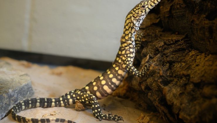 Dünyanın en büyük kertenkelesi ‘perentie’lerin ABD’deki ilk yavruları doğdu