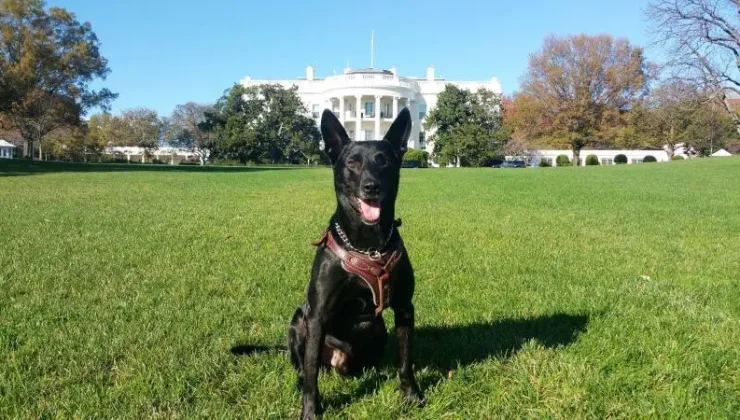 ABD tarihinin en çok madalya alan köpeği K9 Hurricane öldü